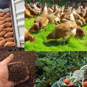 Chicken Manure/Chicken poop fertilizer