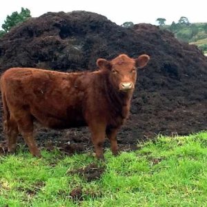 COW DUNG / COW MANURE
